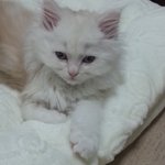 초보냥이아빠입니다 궁금한게있는데요 ㅠ