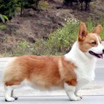 [사진有] 다리가짧은 사랑스러운 <b>웰시</b>코기 살구의 성장기