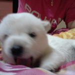 귀<b>염주</b>의/사진多有)우리집애기들