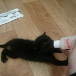 코리아숏헤어/아기고양이성장과정)사진有