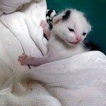 [냥판] <b>대두</b>김용배의 나 이런고양이얌!!