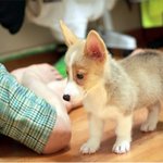 웰시코기 "산이" 폭풍성장기