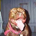 핏불테리어 무섭지 않아요 <b>잇힝</b>