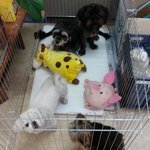 후기)사람들이 <b>집</b>앞에 반려동물을 버리고갑니다..