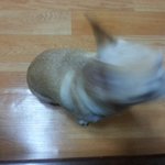 내 딸 꽃님이