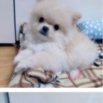 2개월된 <b>포</b><b>메</b>애기