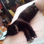 [냥판] 저는....<b>도둑</b>고양이가 아닙니다....