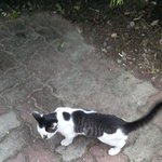 [急]<b>급</b>합니다, 도와주세요....버려진 고양이.