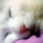 [냥판] <b>대두</b>김용배의 화장했어용;<