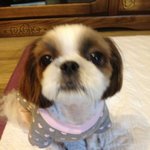 우리집 <b>막내딸</b> 또<b>미</b>를소개합니다!!