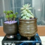 <b>식물</b> 이름이 궁금합니다!!!