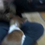 저희집 <b>현관문</b>앞에 개가 버려져?있어요..어떻게해야하나요ㅠㅠㅠㅠ
