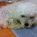 도와주세요오늘아침분당동에서발견된아이<b>견주</b>를찾습니다.도와주세요