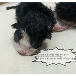 고양이 성장기 - <b>꼬물</b>이에서 초간지냥이 되었다옹