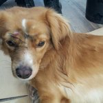 안녕하세요 ... 유기<b>견문</b>제로 급하게 올립니다 ㅠㅠ