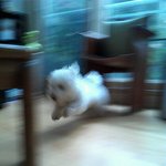 <b>비숑</b>프리제 강아지 판ㅋ