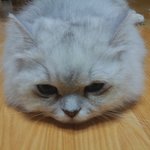 > >우리집 고양이 모하냥 2탄ㅋㅋ< <