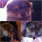 우리나라 토종개, 예쁜 동경이 보고 가세요~