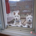 [가비두비17탄]사람인지 개인지 헷갈리는 똥꼬발랄우리집멍멍2들을...