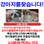 도와주세요..강아지를잃어버렸습니다...(전남<b>여수</b>)