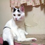 [냥판] <b>대두</b>김용배의 난 애기가 아니에요!에헴