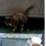 울 미용실 착한 길고양이 엄마 유경<b>쌤</b>!~^^