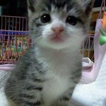 24시간중 20시간자는 고양이