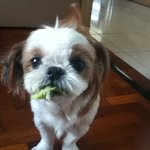 [멍판] 저는 우리집 귀요미시<b>츄</b> 마리스를 소개할래요!!!