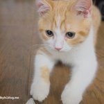 유봉 <b>식빵</b>의 변천사 (유봉이네 판)