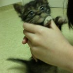 <3탄>매력덩어리 아기고양이