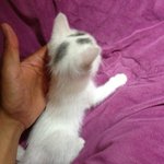 (야옹)오드아이 우리집 막내 <b>아토</b>^.~