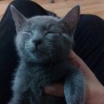 딕펑스가 키우는 러시안블루 고양이 <b>쇼리</b>!!!