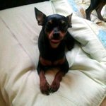 우리 아가들 자랑(엄마랑 톡보다 깜찍한 미니핀 아가 나와서  글...