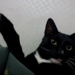 [냥판] 비키니냥 네로 두번째 이야기