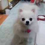 [7탄]깡총구름이가 돌아왔개!!!