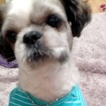 판)  사진多 러시안 블루 욘세와 시<b>츄</b> 천돌이의 동거동락 이야기