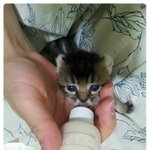 [냥이판]  신기한 귀를 가진 고양이 .. !!