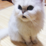 [양이글] 이세상에서 가장 동안인 고양이