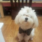 귀여운 <b>말썽</b>꾸러기 힌둥이 소개합니다~~