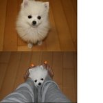 [매력몽]화이트포메라니안 우리 사랑이:)<스압주의>