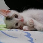 고양이무료분양합니다..경기도수원