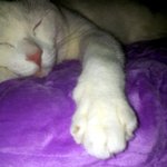 [냥판] <b>대두</b>김용배의 몰캉몰캉부들부들