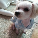 전남 <b>여수</b> 말티 보호중 ㅜㅜ