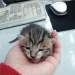 (<b>입양</b>완료)아직 젖도 안뗀 아기고양이좀 살려주세요..!!!!!