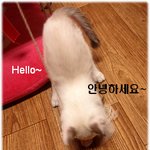 [길냥<b>마늘</b>네] [판에서 만난 <b>마늘</b>이] 이러지마세요! 사춘기입니다...