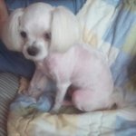 [유기견]  사지마세요. 입양하세요.