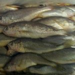 <b>품질</b>좋은 자연산 생선 구매했네요^^