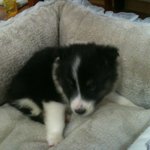 강아지의 <b>역변</b>~