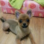 5탄 산도(<b>포메</b>) 성장 스토리