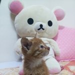 서울 코숏 여아 2개월된 아기 고양이 <b>분양</b>합니다!